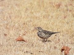 探鳥の努力 58　田雲雀