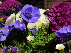 あの花の名前を僕達はまだ知らない Ⅸ
