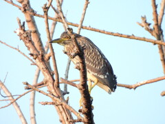 探鳥の努力しなかった編　１