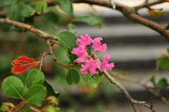 季節の花