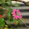 季節の花