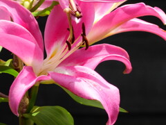 あの花の名前を僕はまだ知らない