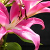 あの花の名前を僕はまだ知らない
