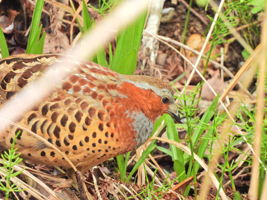 探鳥の努力 61　コジュケイ