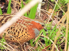 探鳥の努力 61　コジュケイ
