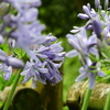 公園の花を散歩中に