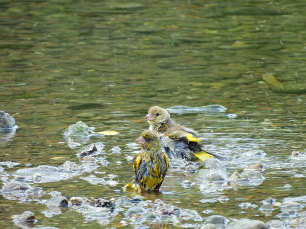 探鳥の努力