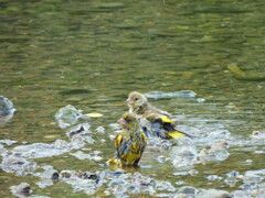 探鳥の努力