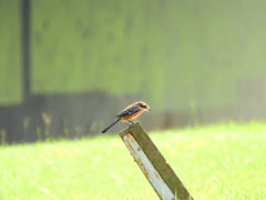 探鳥の努力 24