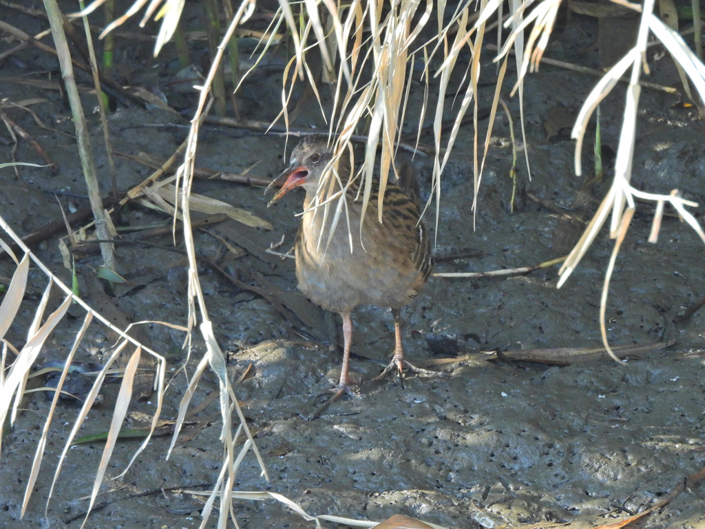 準絶滅危惧種　絶滅危惧Ⅱ類