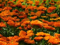 季節の花