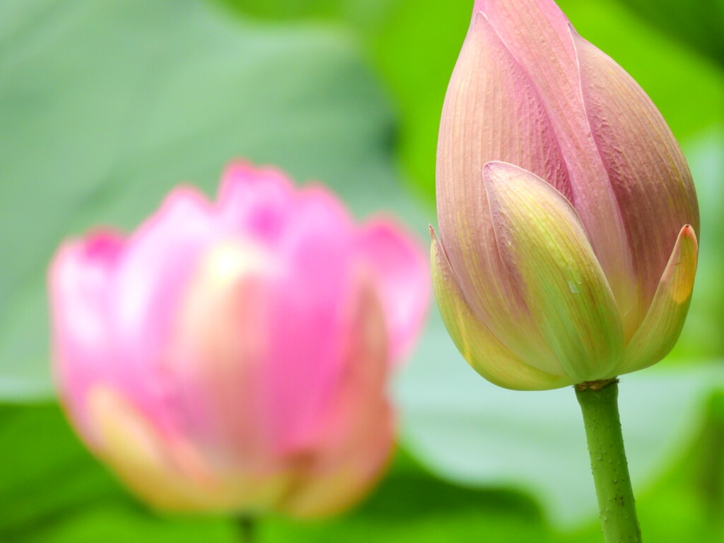 蓮池