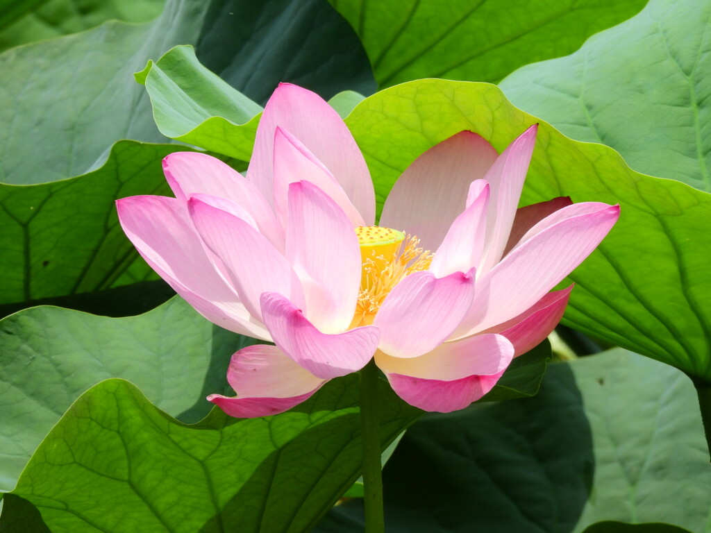 蓮池　4