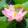 蓮池　4