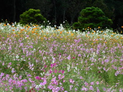 季節の花