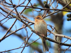 観賞耐久試験 ④