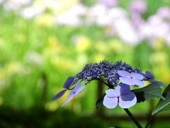 背景は菖蒲畑 ( 判らん!!! )