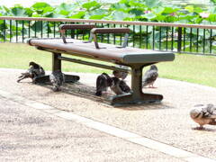 公園のベンチにて
