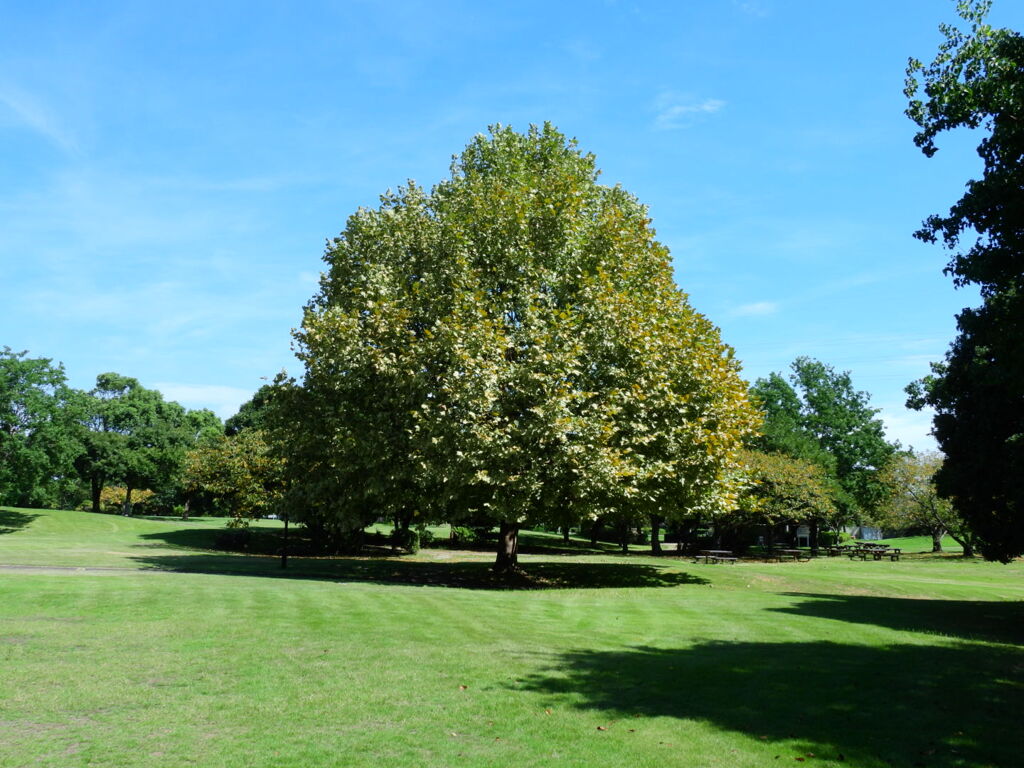 カメラのクセが判りやすい写真