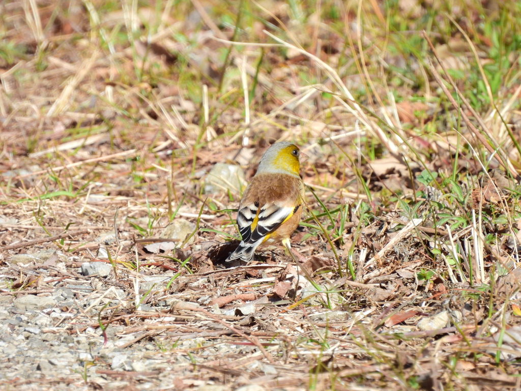探鳥の努力54　オオカワラヒワ