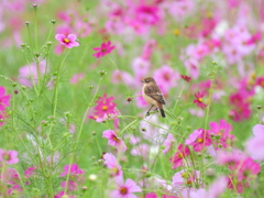 観賞耐久試験 ③