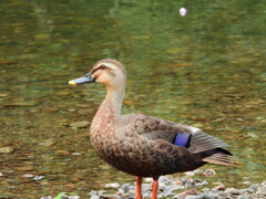 探鳥の努力　５