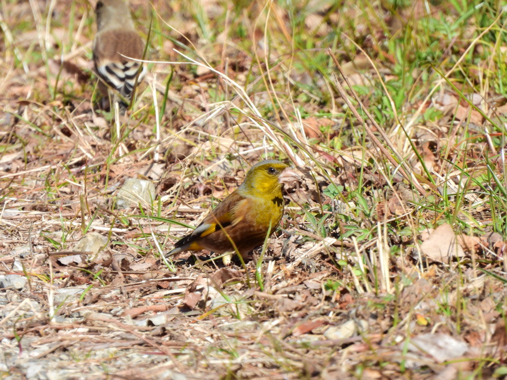 探鳥の努力54　オオカワラヒワ 前方から