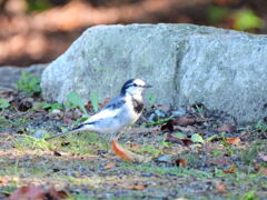 探鳥の努力　15