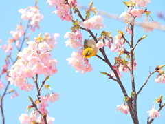 春の桜 Ⅱ