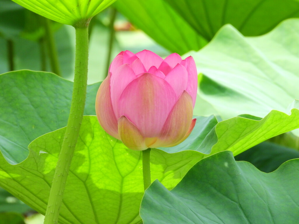 蓮池　3