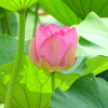 蓮池　3
