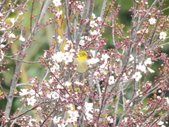 あの花の名前を僕達はまだ知らない Ⅴ