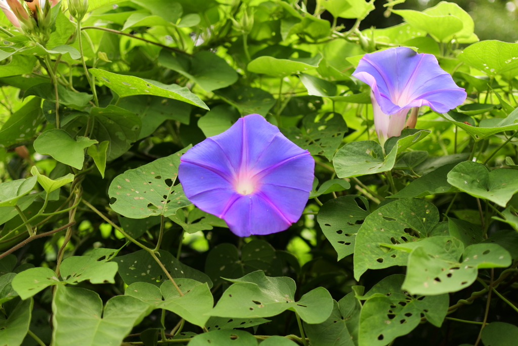 季節の花　2