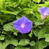 季節の花　2