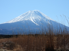 やっと撮れた