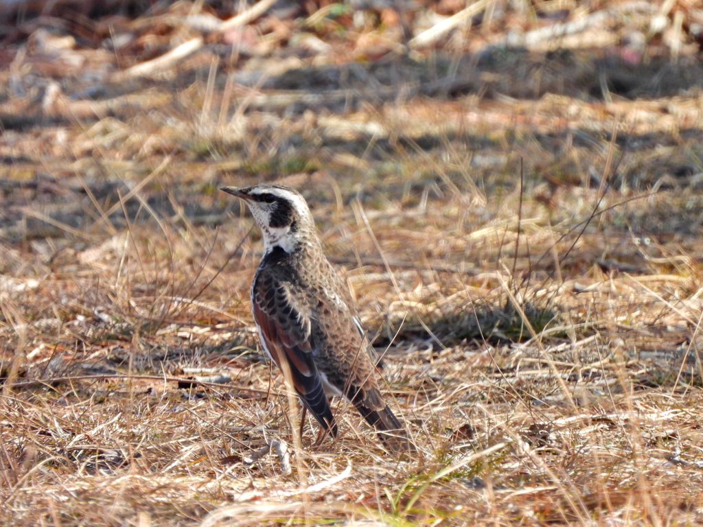 探鳥の努力53　ツグミ