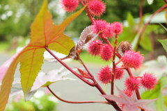 季節の花
