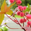 季節の花