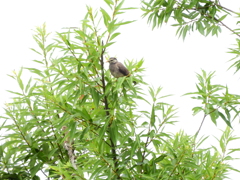 探鳥の努力　問い掛け　イージー