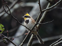 観賞耐久試験 ⑤