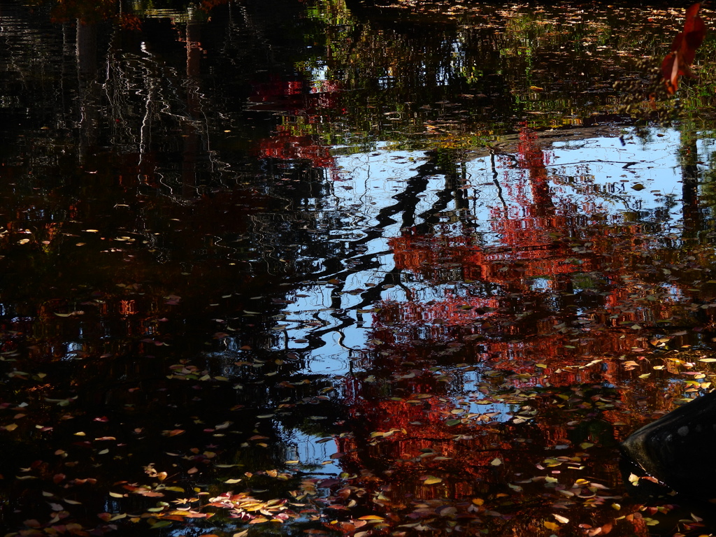 綺麗な紅葉写真に