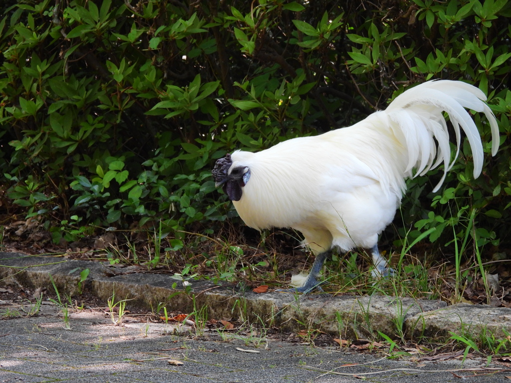 ((꜆꜄#°Д°)꜆꜄꜆ ちょｯ･･おまｯ!! ･････野鳥 !?