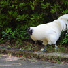 ((꜆꜄#°Д°)꜆꜄꜆ ちょｯ･･おまｯ!! ･････野鳥 !?