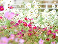 季節の花