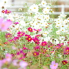 季節の花