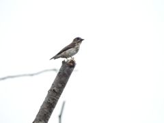 探鳥の努力　27