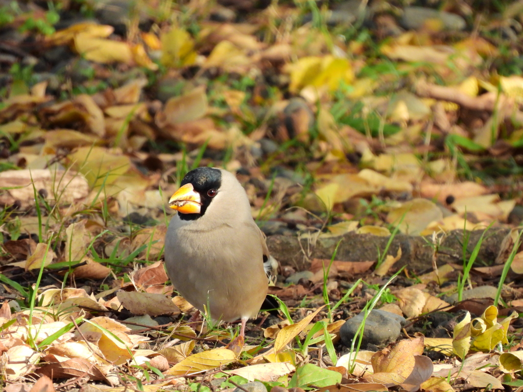 探鳥の努力45