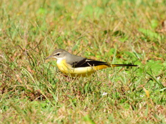 探鳥の努力　３６