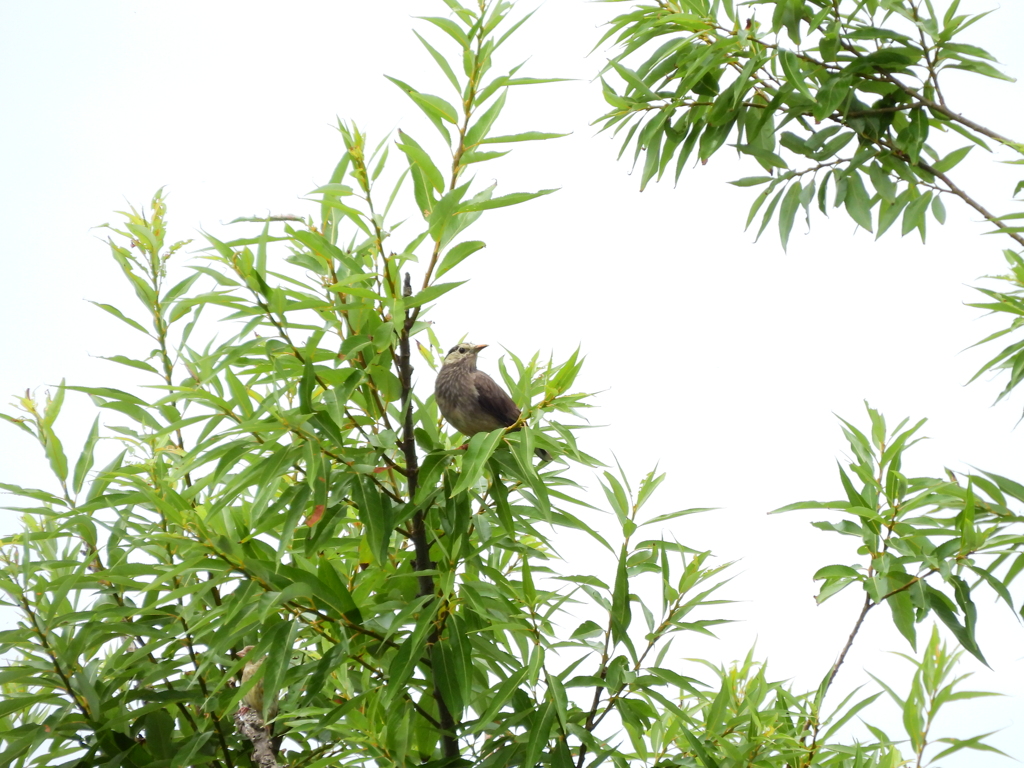 探鳥の努力　問い掛け