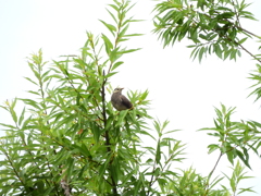 探鳥の努力　問い掛け